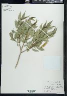 Salix lucida subsp. caudata image