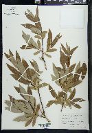 Salix lucida subsp. caudata image