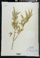 Salix lucida subsp. caudata image