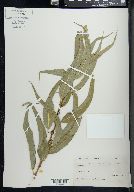 Salix lucida subsp. caudata image