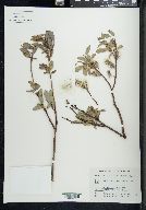 Salix cordifolia image
