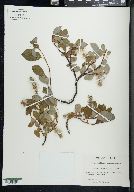 Salix cordifolia var. callicarpaea image