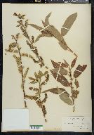 Salix cordata image