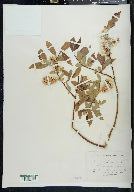 Salix cordata image