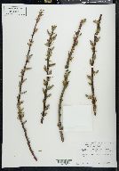 Salix cordata image