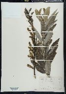 Salix cordata image