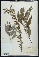 Salix cordata image