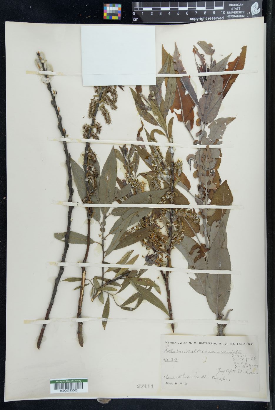 Salix cordata var. vestita image