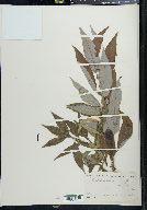 Salix cordata image