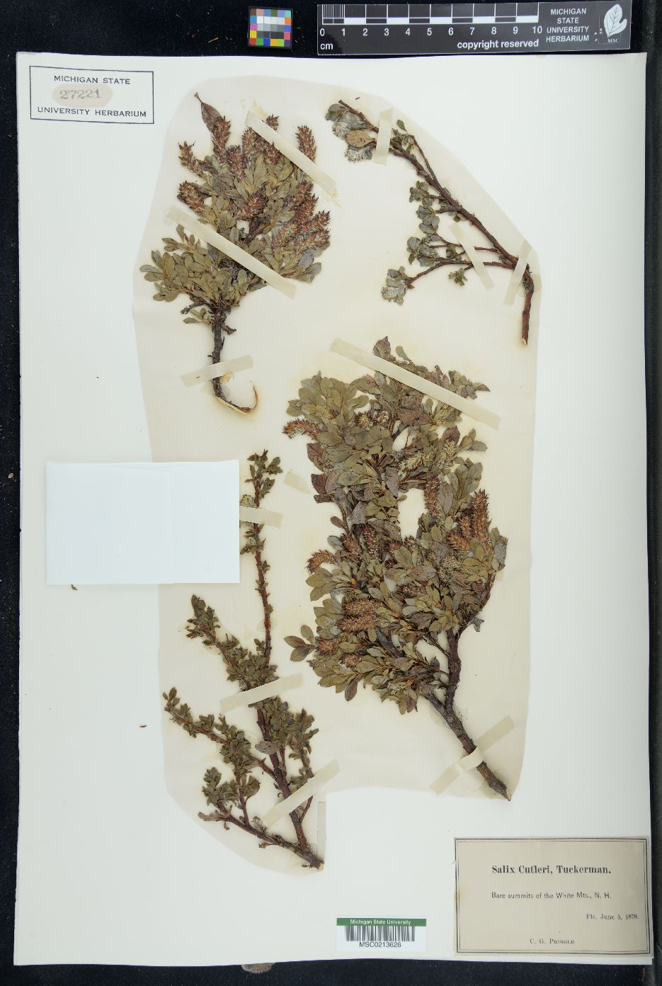 Salix cutleri image