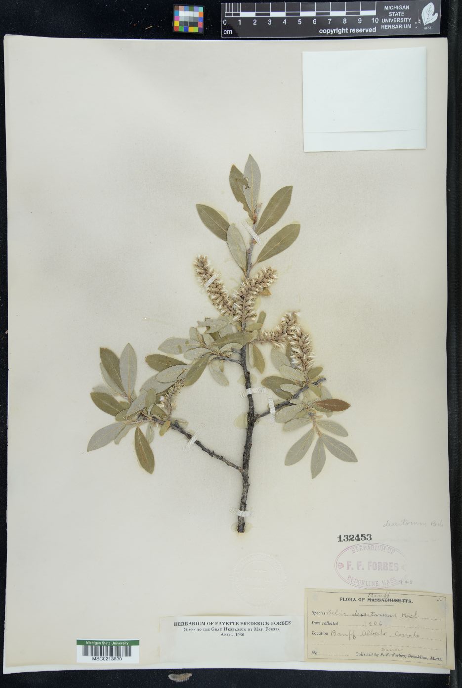 Salix desertorum image