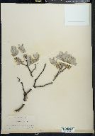 Salix desertorum image
