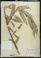 Salix lucida subsp. caudata image