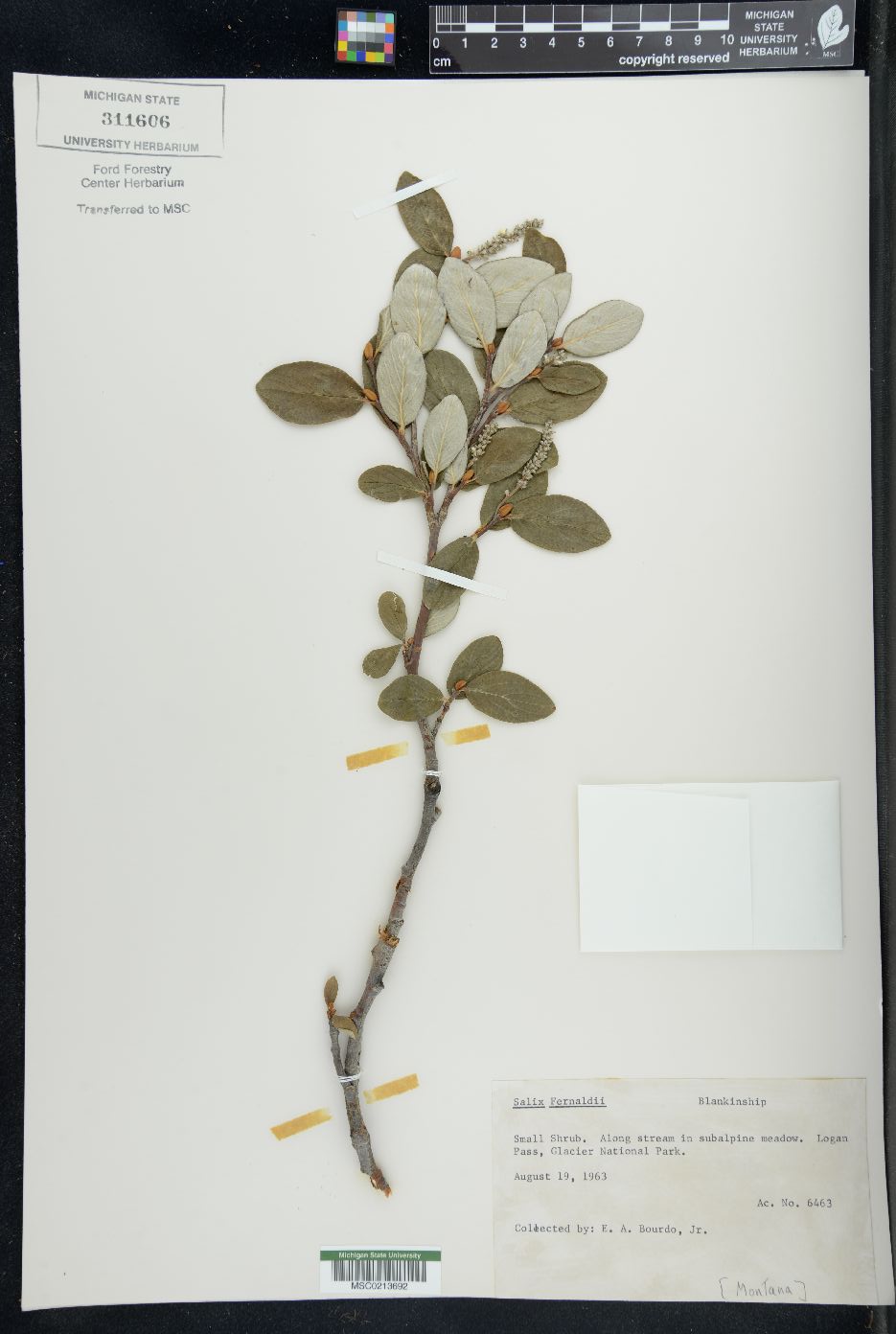 Salix fernaldii image