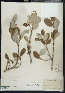 Image of Salix fernaldii