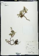 Salix farriae image