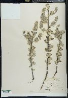 Salix scouleriana image