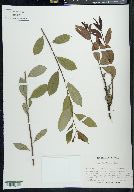 Salix floridana image