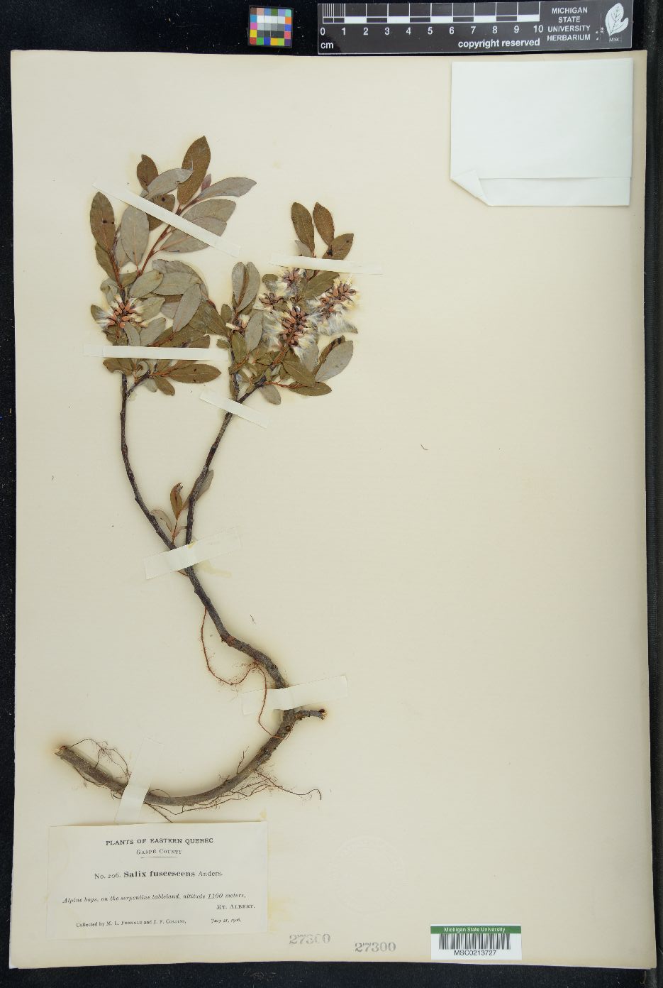 Salix fuscescens image