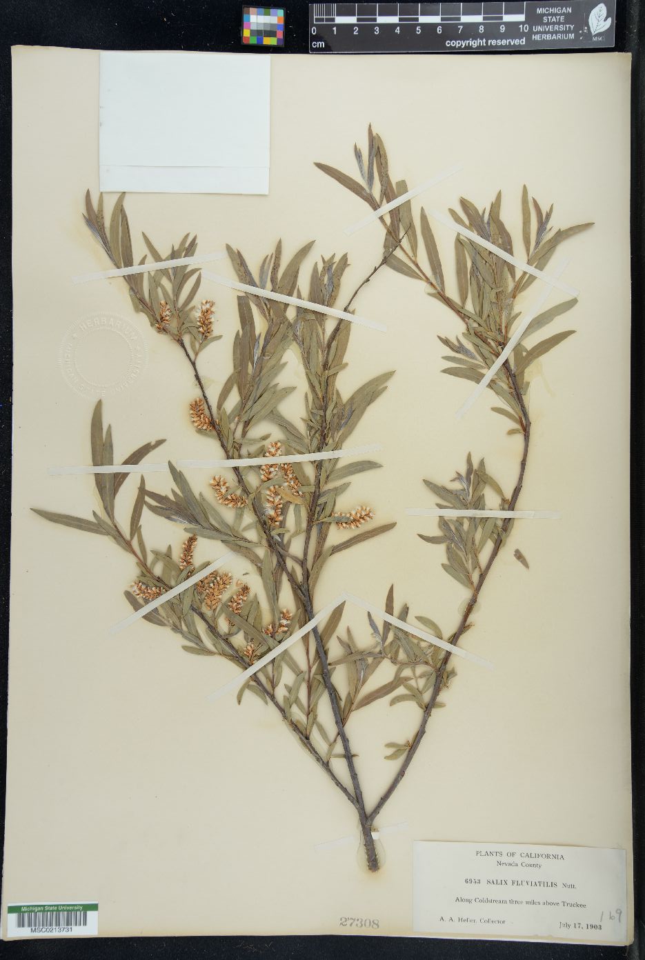 Salix melanopsis image