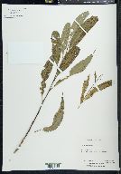 Salix × fragilis image