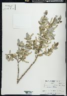 Salix glauca var. acutifolia image