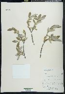 Salix glauca image