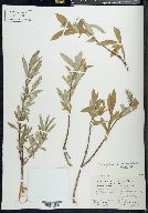 Salix glauca var. acutifolia image