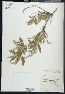 Salix glauca var. acutifolia image