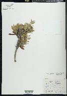 Salix glauca var. acutifolia image