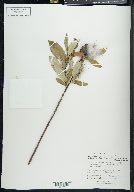 Salix glauca image