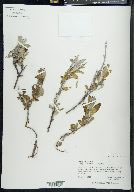 Salix glauca subsp. acutifolia image