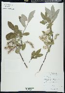 Salix glauca image