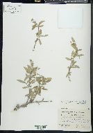 Salix glauca var. acutifolia image