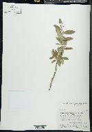 Salix glauca var. acutifolia image