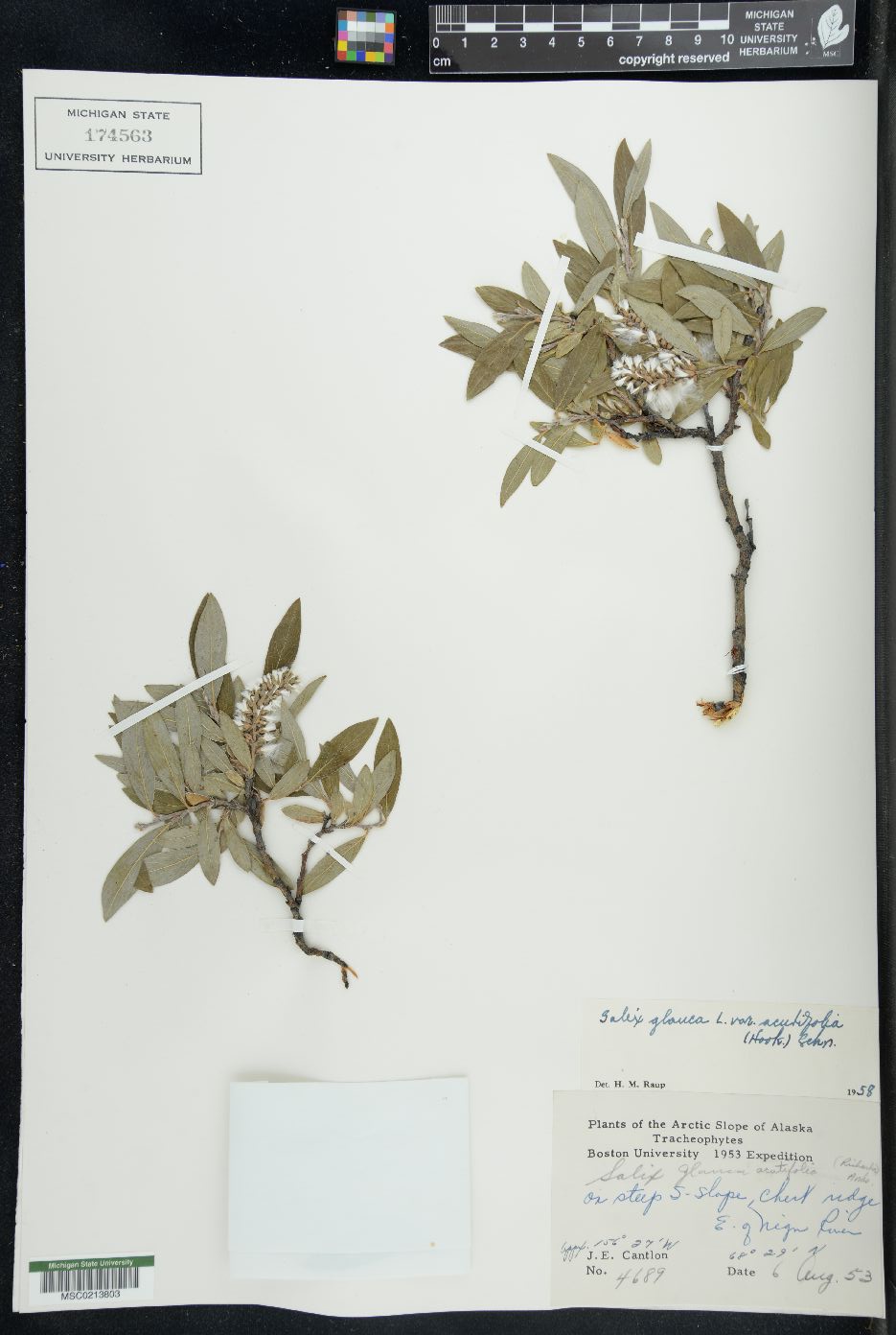 Salix glauca var. acutifolia image