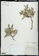 Salix glauca var. acutifolia image