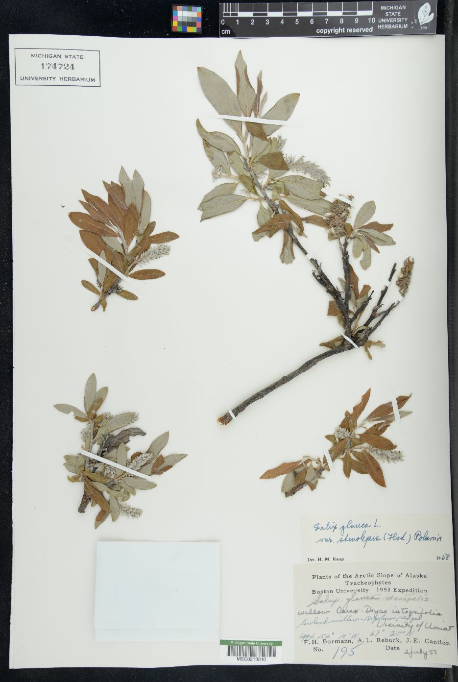 Salix glauca var. stenolepis image