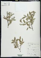 Salix glauca image