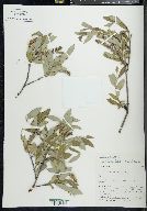 Salix glauca image