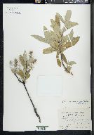 Salix glauca var. acutifolia image