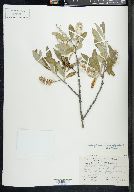 Salix glauca image