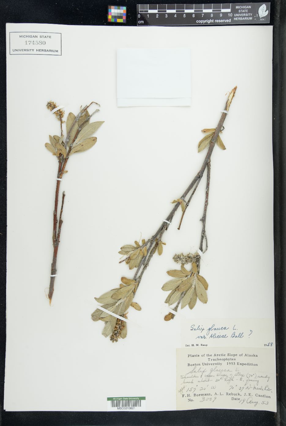 Salix glauca var. alicea image