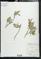 Salix glauca var. acutifolia image