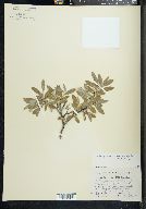 Salix glauca image