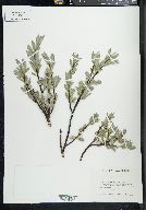 Salix glauca image