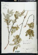 Salix glauca image