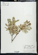 Salix glauca image