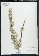 Salix humilis var. hyporhysa image