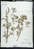 Salix hookeriana image